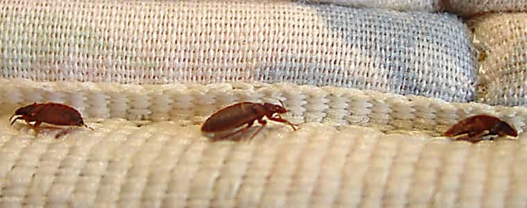 bedbug control sydney