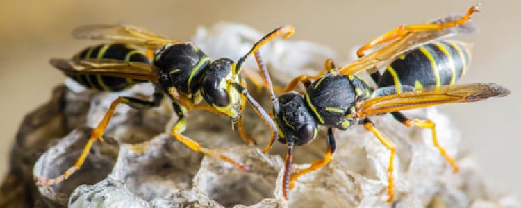 bee  control sydney