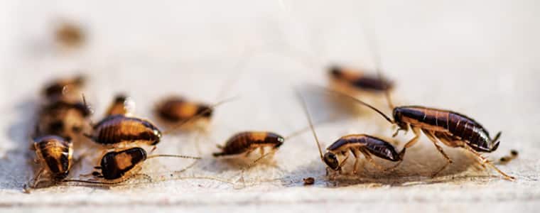 cockroach control sydney