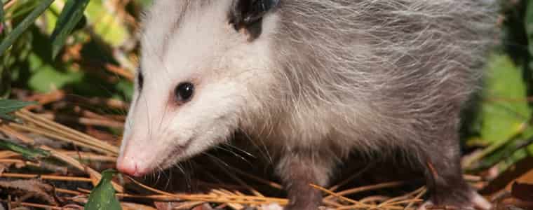 possum control sydney