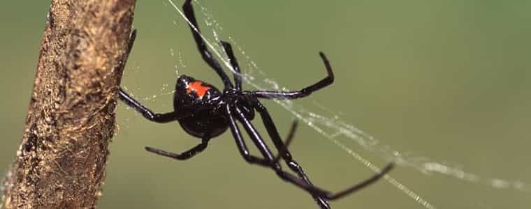 spider conrtrol sydney