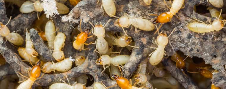 termite control sydney
