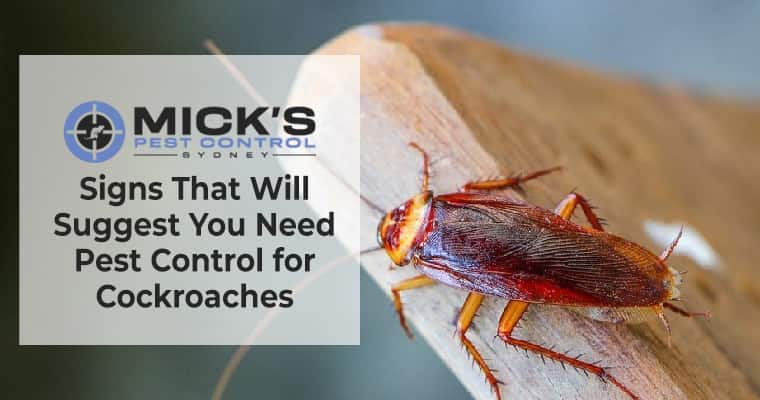 Need Pest Control for Cockroaches