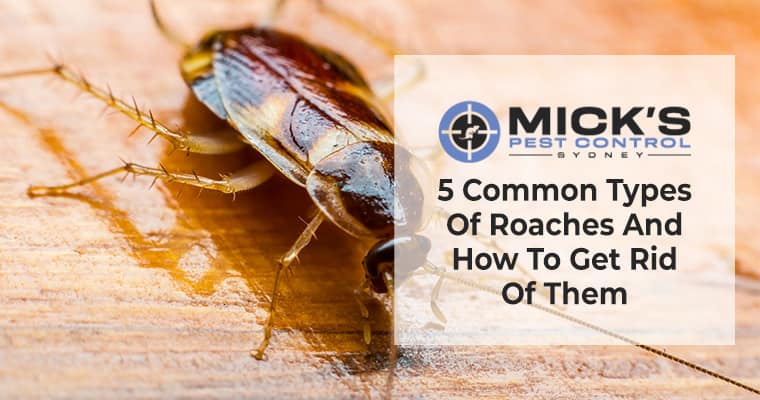 Roaches And How To Get Rid Of Them