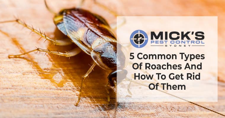 5 Common Types Of Roaches And How To Get Rid Of Them Micks Pest Control Sydney