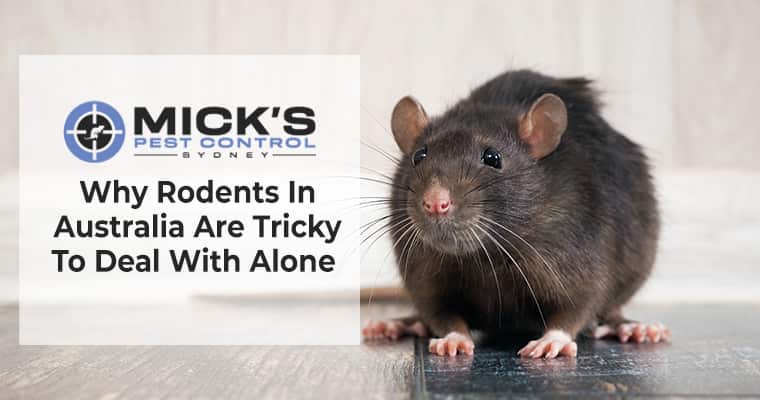 Rodent Control Treatment