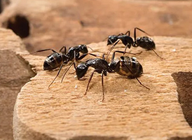 Ant pest control services