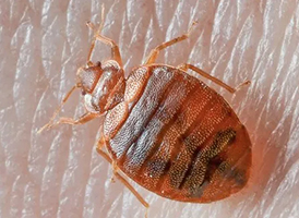 Bed bugs pest control services