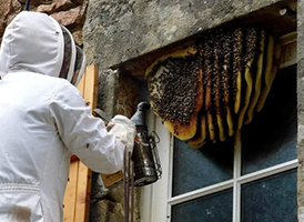 Bee pest control services