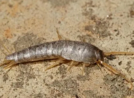 Silverfish control services