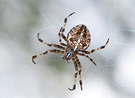 Spider removal services