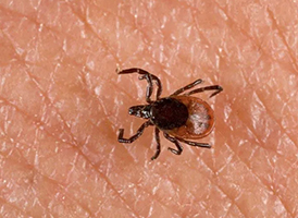 Tick extermination services