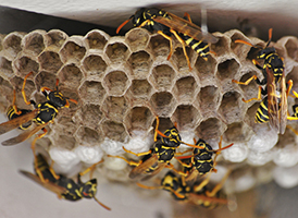 Wasp pest control