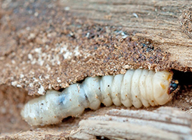 Woodworm treatments