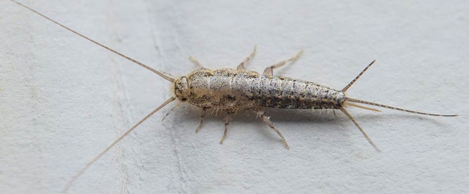 How To Deal With A Silverfish Infestation