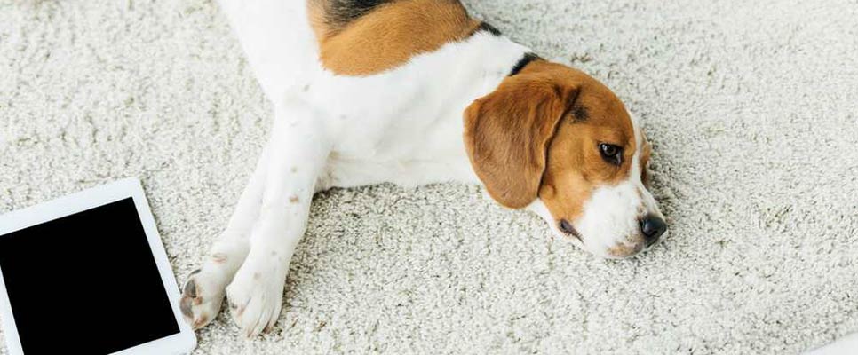 How To Keep Your Carpet And Pets Safe From Fleas