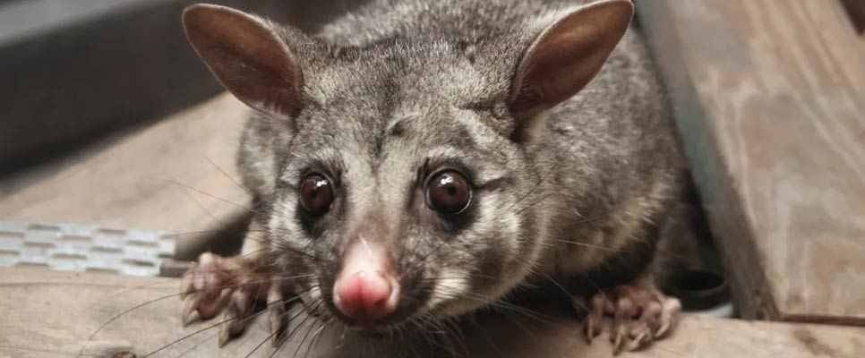 How To Possum Proof Your Roof Roof Cavity And Ceiling