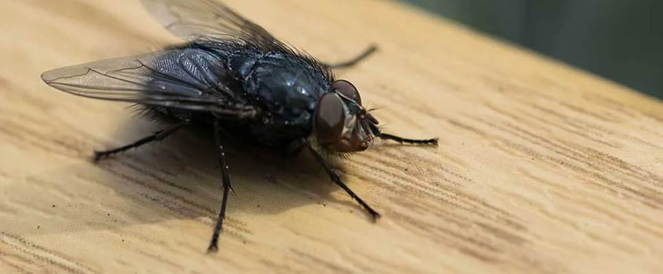 How To Protect Your Home From Flies