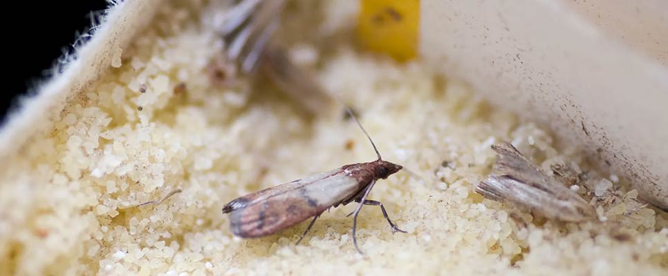 What To Do When You Have A Pantry Moth Problem