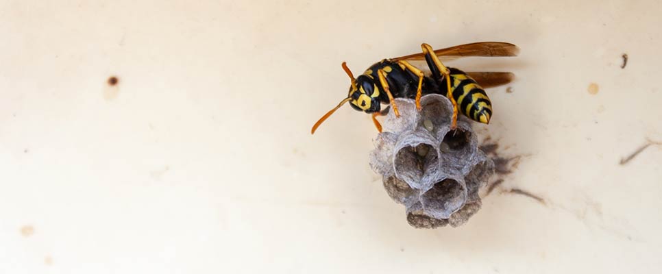 What You Need To Know About Wasp Nest Removal