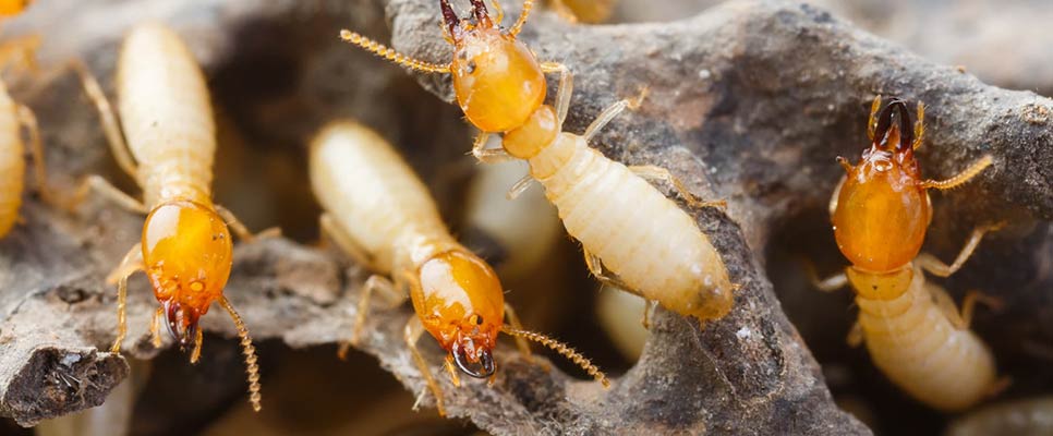Why Does Every Home Need An Annual Termite Inspection