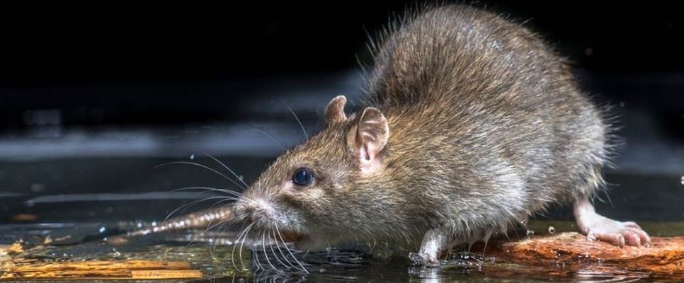 How To Get Rid Of Rats In Your Home Fast
